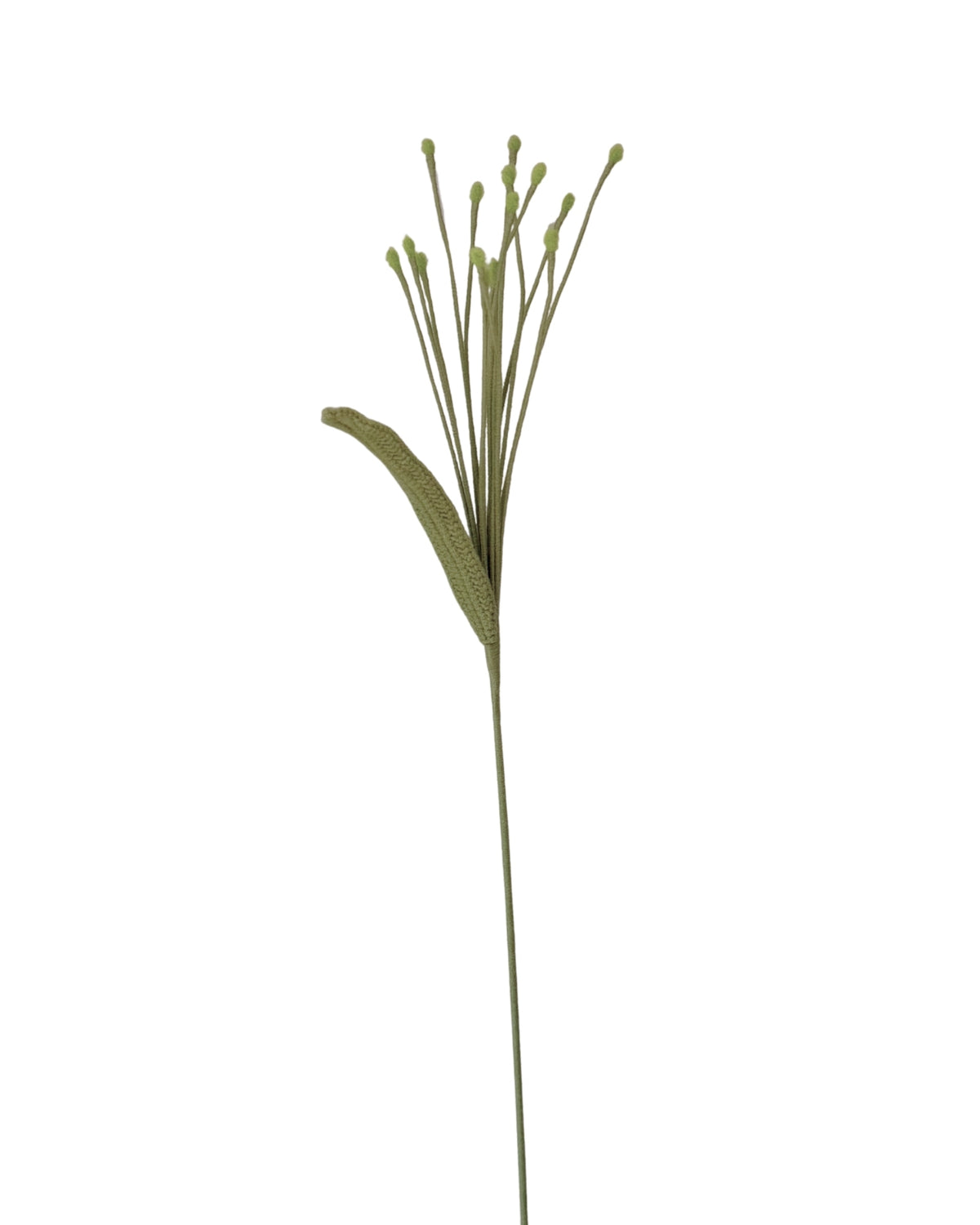 Untitled No. 046 — Pennisetum, Light Green