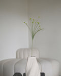 Untitled No. 046 — Pennisetum, Light Green