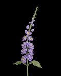 Untitled Flowers — Delphinium, hellviolett, handgehäkelt, freigestellt