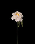 Untitled Flowers — Pfingstrose, weiss, handgehäkelt, freigestellt