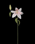 Untitled Flowers — Lilie mit Knospe, weiss, handgehäkelt, freigestellt