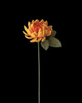 Untitled Flowers — Dahlie, gelb-orange, handgehäkelt, freigestellt