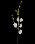 Untitled Flowers — Oncidium, weiss-rosa, handgehäkelt, freigestellt