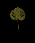 Untitled Flowers — Monstera I, handgehäkelt, freigestellt