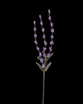 Untitled Flowers — Lavendel, handgehäkelt, freigestellt