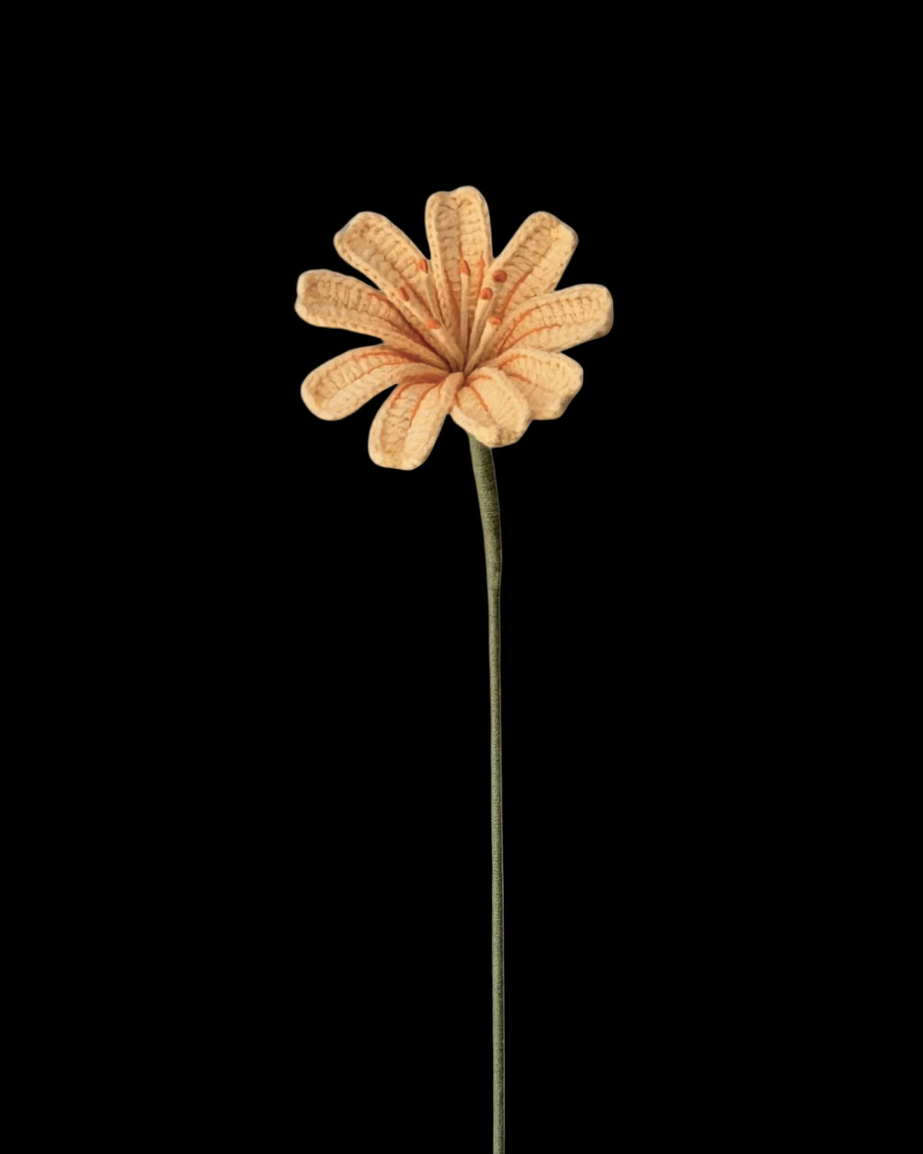 Untitled Flowers — Lewisia, gelb-orange, handgehäkelt, freigestellt