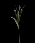Untitled Flowers — Pennisetum, dunkelgrün, handgehäkelt, freigestellt