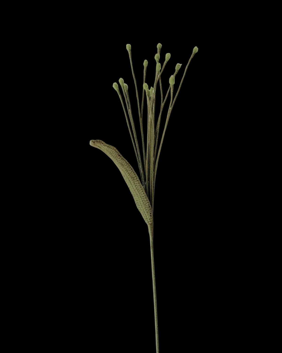 Untitled Flowers — Pennisetum, dunkelgrün, handgehäkelt, freigestellt