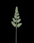 Untitled Flowers — Farnblatt, handgehäkelt, freigestellt