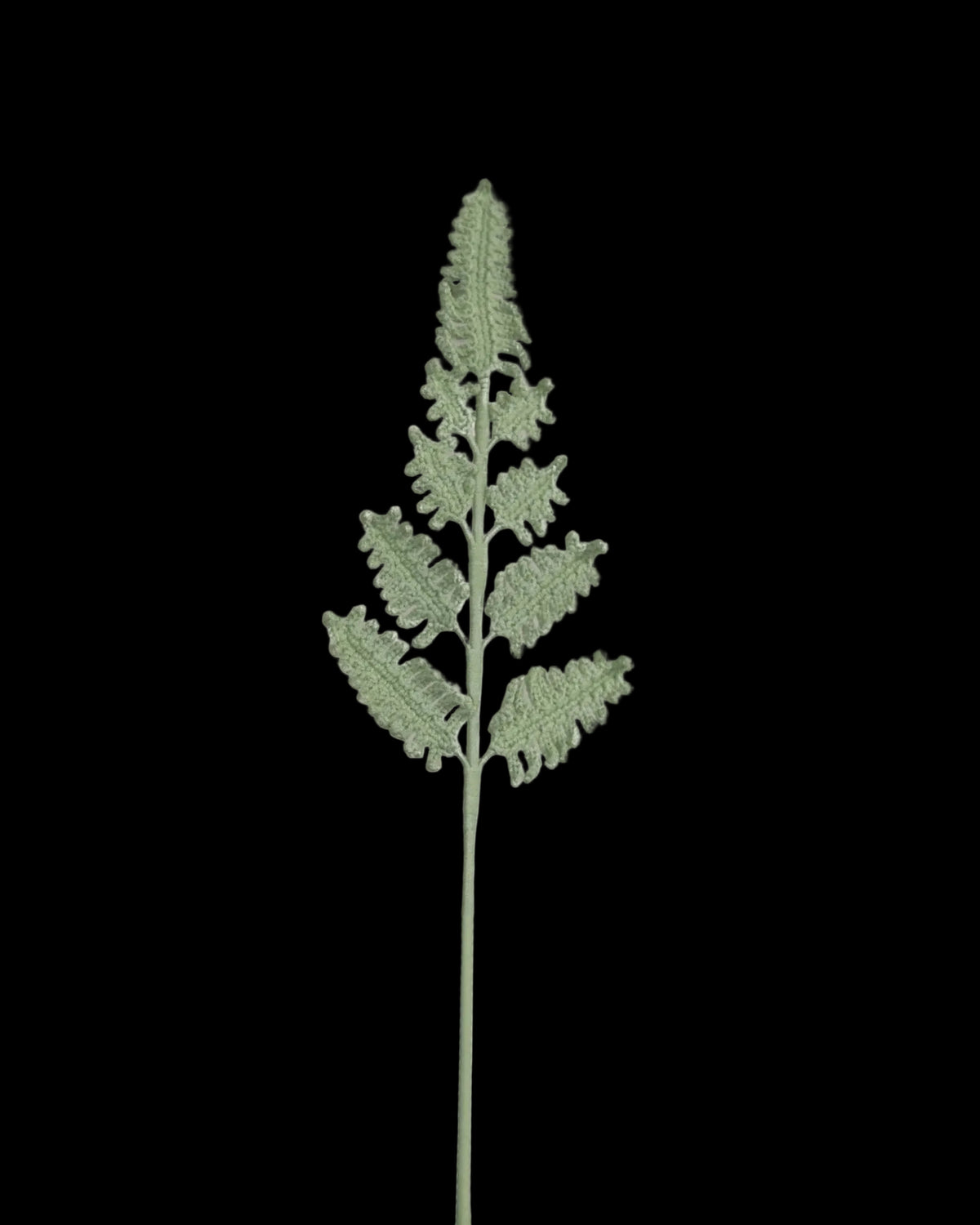 Untitled Flowers — Farnblatt, handgehäkelt, freigestellt