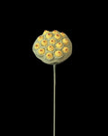 Untitled Flowers — Lotuskapsel, handgehäkelt, freigestellt